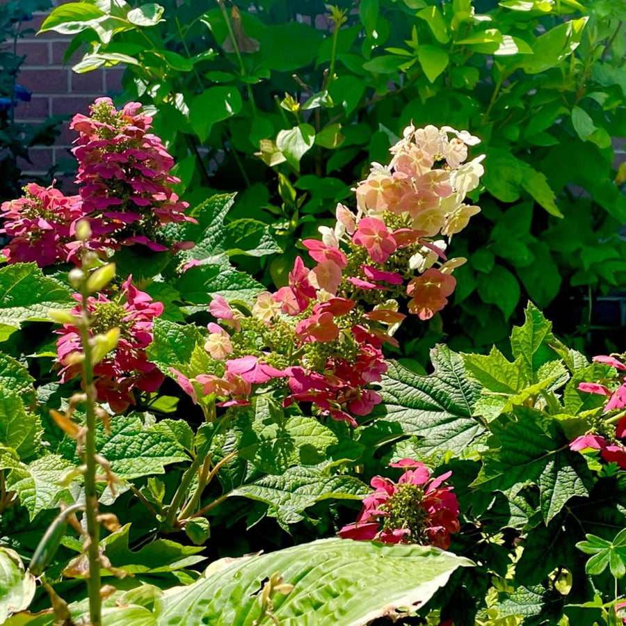 Ruby Hydrangea Plant Live, 4 Inch Pot, 6–12" Tall Cold Hardy Hydrangea Shrub