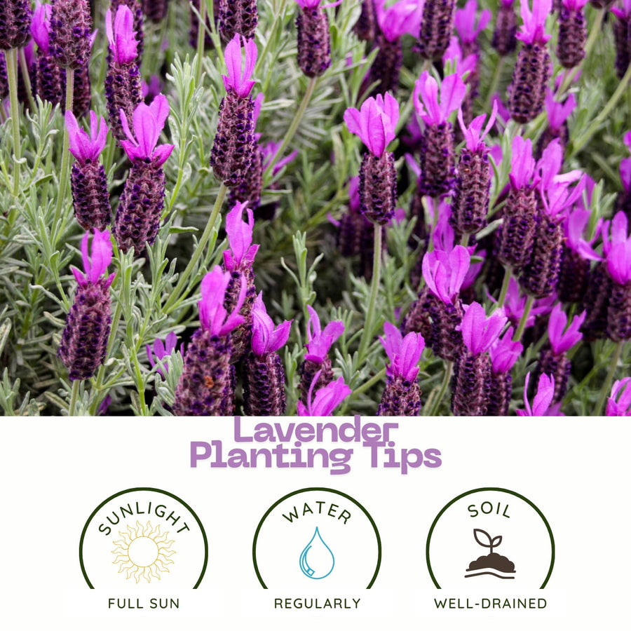 Lavender Live Plant 4″ Pot, Fragrant Purple Blooms, Outdoor and Container Growing, Zones 8–11 (Fragrant Purple)
