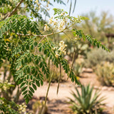 2 Moringa Tree Plants Live in 4'' Pot, Drumstick Horseradish Tree, Oleifera Moringa Moringa Herb Plants 5-8'' Tall for Growing