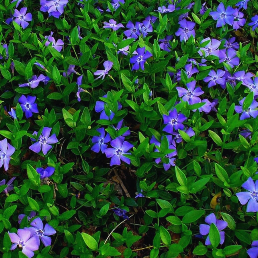 24 Vinca Plants Live for Planting, Periwinkle Plants Live for Planting, Vinca Minor Ground Cover Vine Bare Roots, 6 Inc - 10 Inc Tall