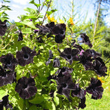 2 Black Petunia Plants Live, Vibrant Flowering Seedlings, 5-9 Inches Tall for Outdoor Spaces, Petunia Flowers