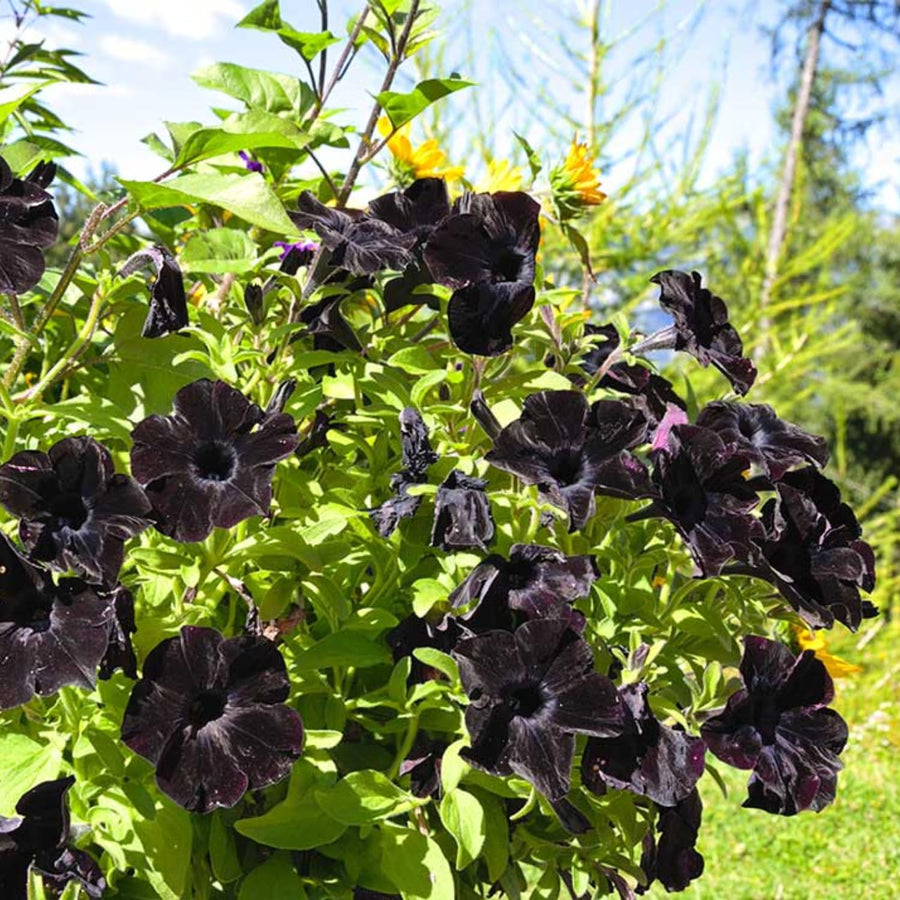 2 Black Petunia Plants Live, Vibrant Flowering Seedlings, 5-9 Inches Tall for Outdoor Spaces, Petunia Flowers