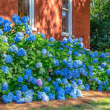 Blue Hydrangea Live Plant, 2.5 Inch Pot, Color Changing Hydrangea Bush, Hardy Perennial Flowering Shrub, 6-12" Tall