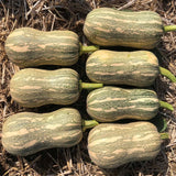 25 Striped Butternut Squash Seeds for Planting, Winter Squash Seeds, Vegetable Garden Seeds for Outdoor Growing, Suitable for Trellis or Ground Planting