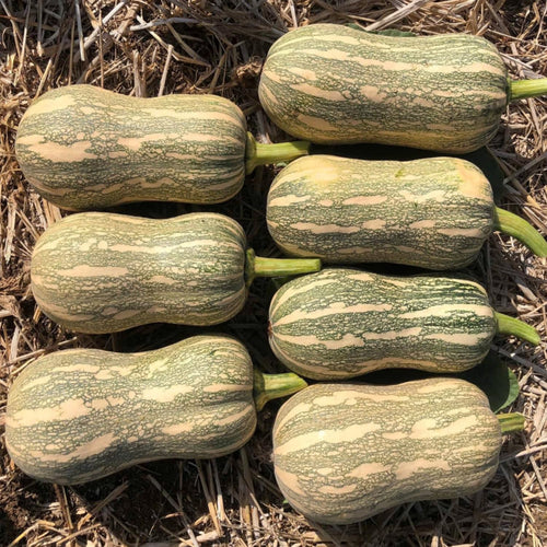 25 Striped Butternut Squash Seeds for Planting, Winter Squash Seeds, Vegetable Garden Seeds for Outdoor Growing, Suitable for Trellis or Ground Planting