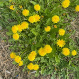 Live Yellow Dandelion Plant, 4-6 Inc Tall Dandelion Plants in 4" Pot, Hardy Perennial Garden Plants, Easy to Grow for Outdoor Garden