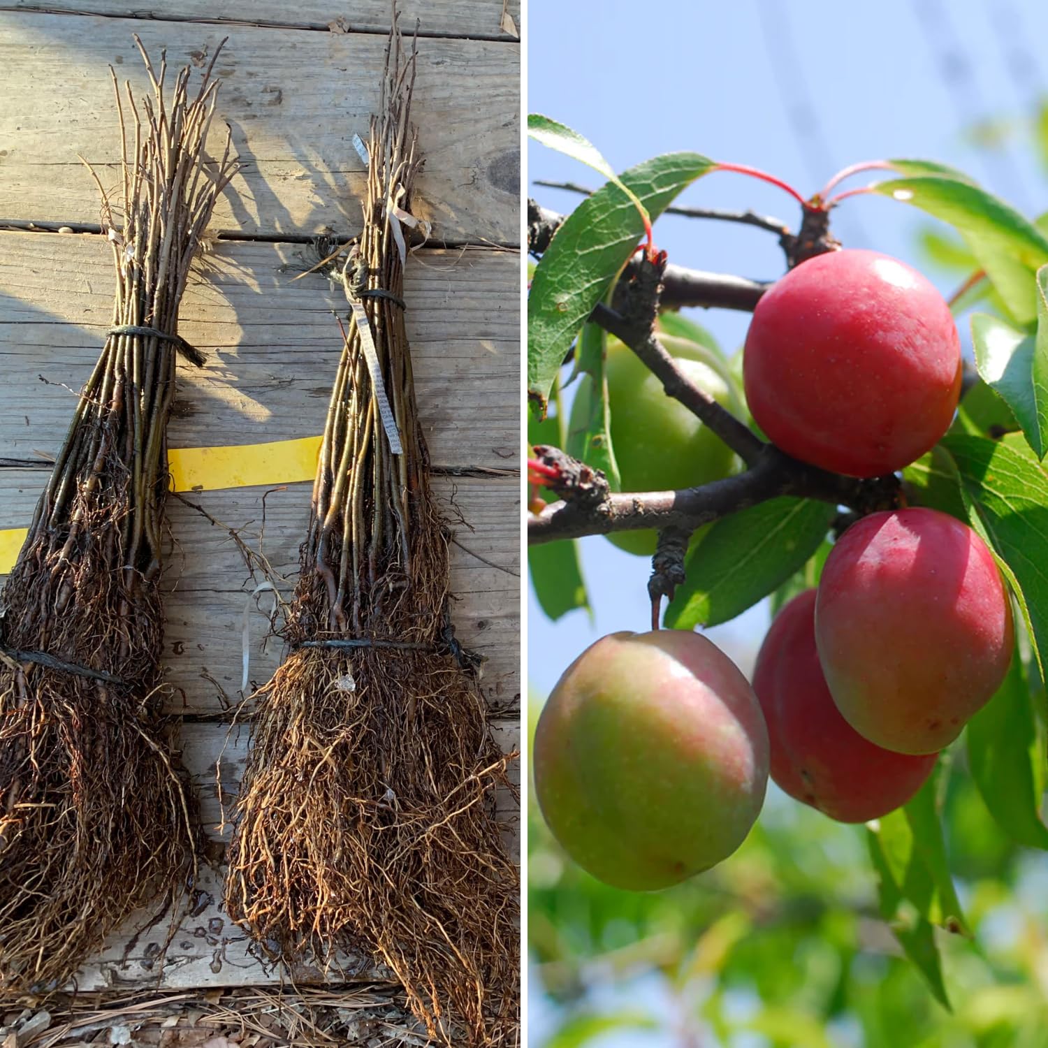 Pack 2 American Plum Plants Live for Planting, 18 to 24 Inch Tall, Plum Trees Live Plant, Bareroots Dormant