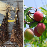 Pack 2 American Plum Trees Live Plants, Bareroots Dormant, 18-24 Inch Height, Plum Plants Live for Planting Outdoors, Plum Tree Plant