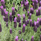 2 Purple Lavender Plants Live 4-6 Inches, Very Fragrant Lavender Shrubs, Perennial Herbs for Garden and Landscape