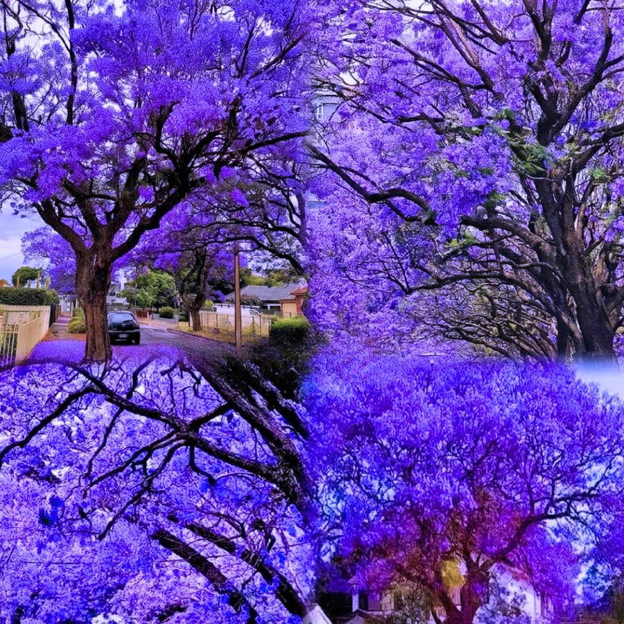 Jacaranda Tree Live Plant, 3-6'' Tall, Jacaranda Tree Plant Live for Outdoor Planting, Live Jacaranda Plant, Purple Blooms, Ready to Grow