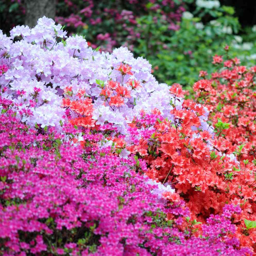 2 Mix Azalea Plants Live, 10 Inches Tall, Hardy Flowering Shrub for Outdoor Planting and Landscaping