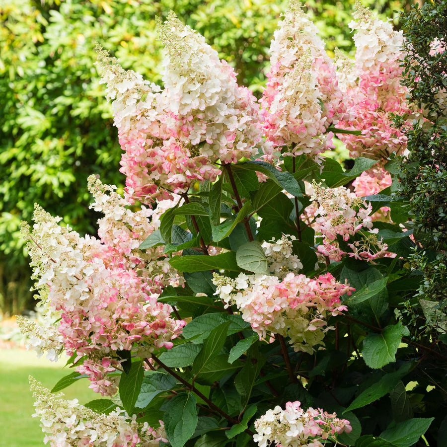 Pink Hydrangea Live Plant, Quart Pot, Color Changing Hydrangea Bush, Hardy Perennial Flowering Shrub, 8-14" Tall