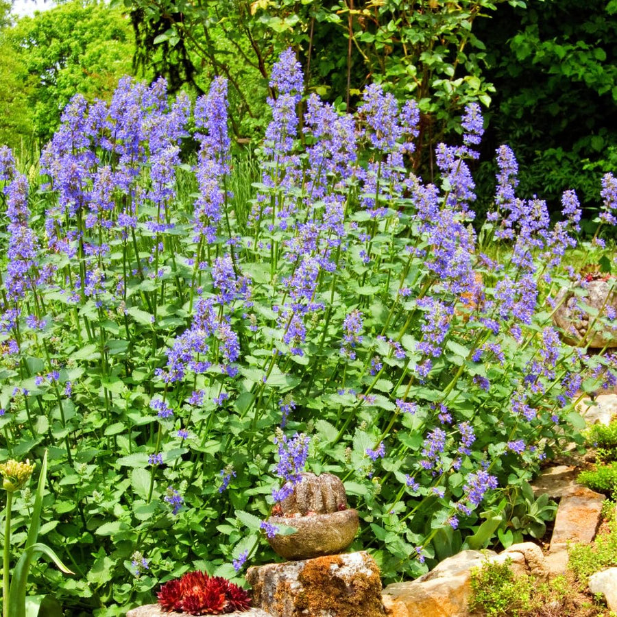 Pack 3 Catnip Plant Live, Well Rooted from 4-6 Inches Tall, Garden Ready Herb Plants for Home Garden, Patio and Outdoor Growing