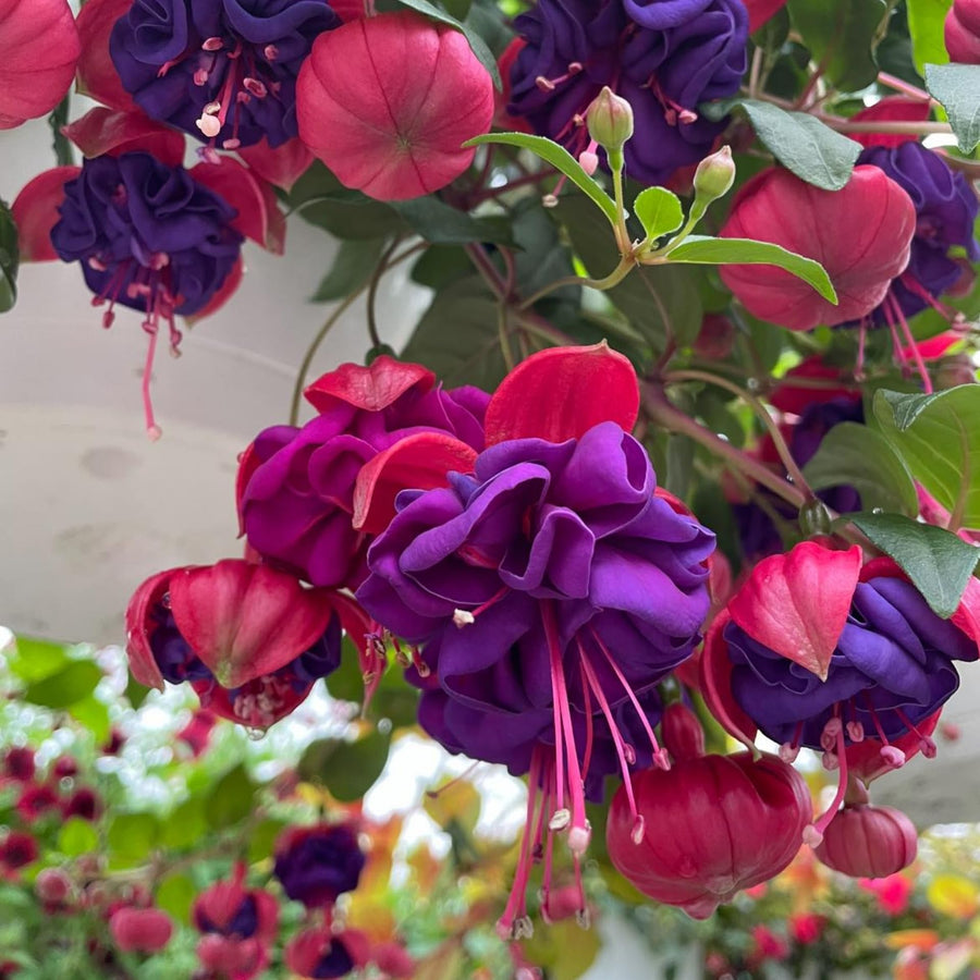 Fuchsia Plant, 3 to 4 Inch Tall Fuchsia Plants Live, Hanging Fuchsias Plants Well Rooted for Planting, Hardy Fuchsias Live Plants, Perennial, Colorful Flowers (Purple Red Flowers)