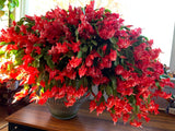 2 Live Red Christmas Cactus Plants, Red Christmas Cactus Plants Live, 4 to 6 Inch, Bare Root, Perennial Flower Holiday Succulent Plant, No Pot