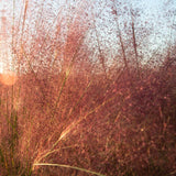 2 Ornamental Grass Plants - Muhly Grasses Live Plants Perennial - 5-9 Inc Tall - Live Grass Seedlings Indoor Outdoor (Ruby Muhly Grass)