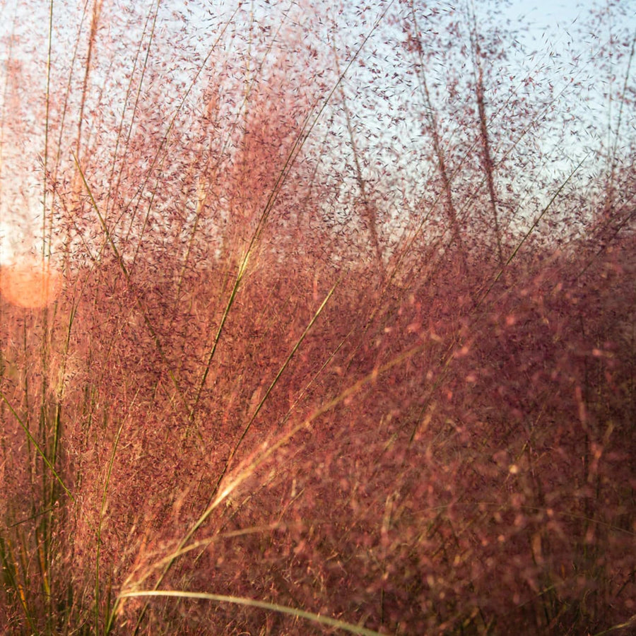 2 Ornamental Grass Plants - Muhly Grasses Live Plants Perennial - 5-9 Inc Tall - Live Grass Seedlings Indoor Outdoor (Ruby Muhly Grass)