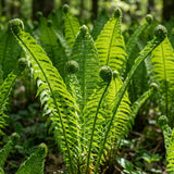 10 Ostrich Fern Rhizomes, Hardy Perennial Fern Plants for Garden, Fast-Growing Ferns Starter Roots
