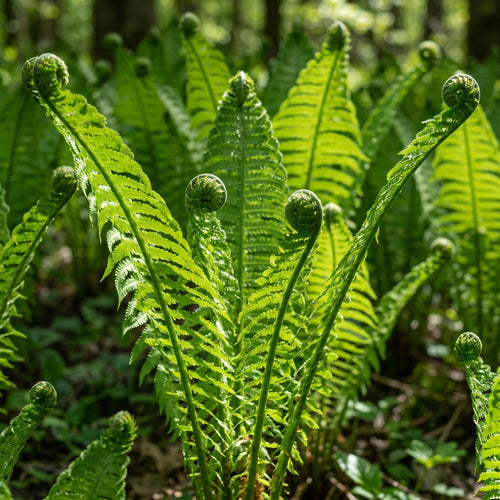 10 Ostrich Fern Rhizomes, Hardy Perennial Fern Plants for Garden, Fast-Growing Ferns Starter Roots