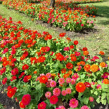 500 Zinnia Flower Seeds Mix, Vibrant Colors, Bright Colorful Blooms for Outdoor Garden