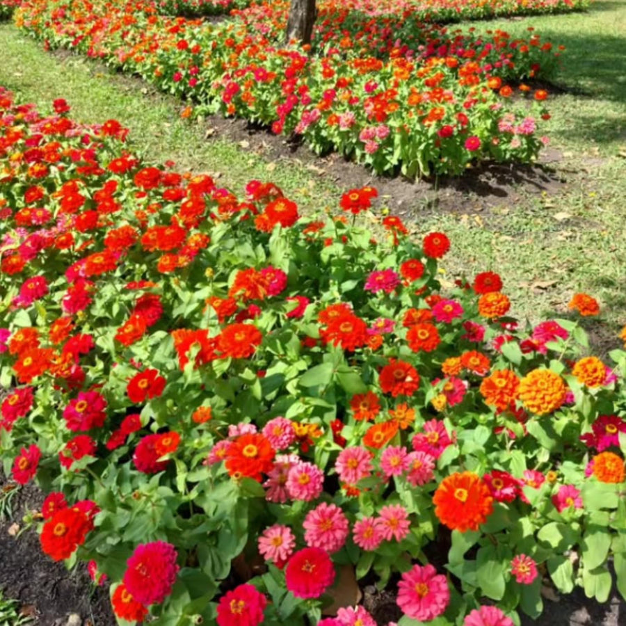 500 Zinnia Flower Seeds Mix, Vibrant Colors, Bright Colorful Blooms for Outdoor Garden