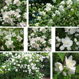 Mock Orange Live Plant 4 Inch Pot, 3-5" Tall, Mock Orange Flower Plant, White Fragrant Flowers Blooms for Garden