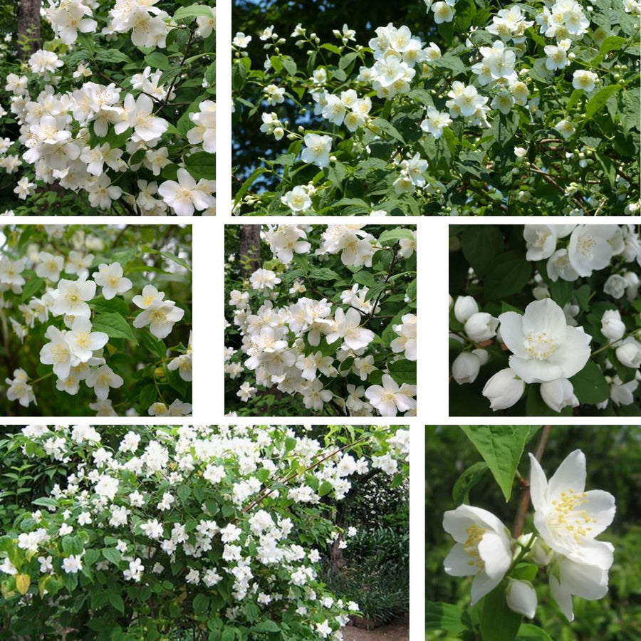 Mock Orange Live Plant 4 Inch Pot, 3-5" Tall, Mock Orange Flower Plant, White Fragrant Flowers Blooms for Garden
