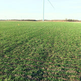 5 Ibs Rye Cover Crop Seeds, Cereale Rye Cover Crop Seeds for Garden Beds and Outdoor Growing