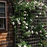 Bright White Climbing Rose Live Plant, Fragrant Rose Bush Ready to Plants, Zone 5 to 9, Size 5 to 7 Inches and Bare Root