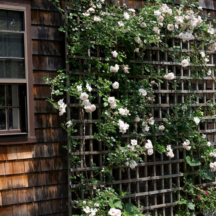 Bright White Climbing Rose Live Plant, Fragrant Rose Bush Ready to Plants, Zone 5 to 9, Size 5 to 7 Inches and Bare Root