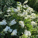 Hydrangea Live Plant, 4 Inch Pot, White Hydrangea Bush, Hardy Perennial Flowering Shrub, 6-12" Tall