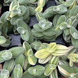 Velvet Tradescantia Plant 3.5'' Pot, Fuzzy Foliage Wandering Jew Houseplant, Easy Care Indoor Trailing Plant
