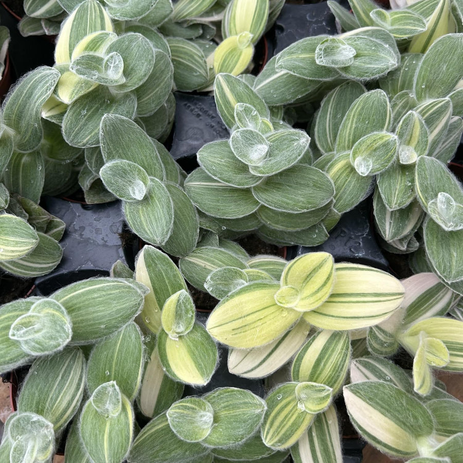 Velvet Tradescantia Plant 3.5'' Pot, Fuzzy Foliage Wandering Jew Houseplant, Easy Care Indoor Trailing Plant