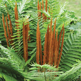 10 Cinnamon Fern Live Rhizomes, Shade Perennial Fern Plants for Outdoor Growing, Hardy, Fast Growing