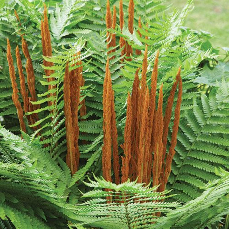 10 Cinnamon Fern Live Rhizomes, Shade Perennial Fern Plants for Outdoor Growing, Hardy, Fast Growing