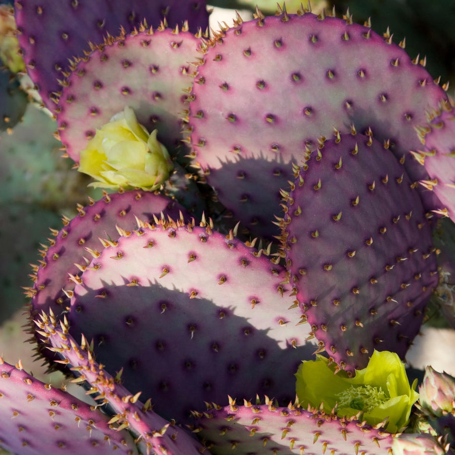 25 Purple Prickly Pear Cactus Seeds, Fast-Growing Succulent, Cold-Hardy, Indoor & Outdoor Decorative Plant