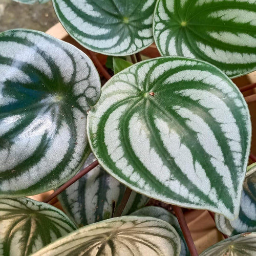 Peperomia Live Plant, Size 4 to 6 Inch Tall - Peperomia Watermelon Plant, Rooted Peperomia Houseplant Starter Plant Without Pot