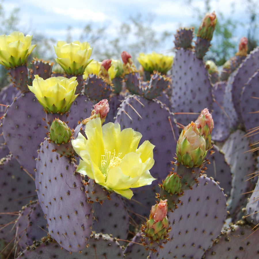 25 Purple Prickly Pear Cactus Seeds for Planting, Cactus Succulent for Home Decor Fast-Growing, Cold Hardy, Indoor Outdoor Planting