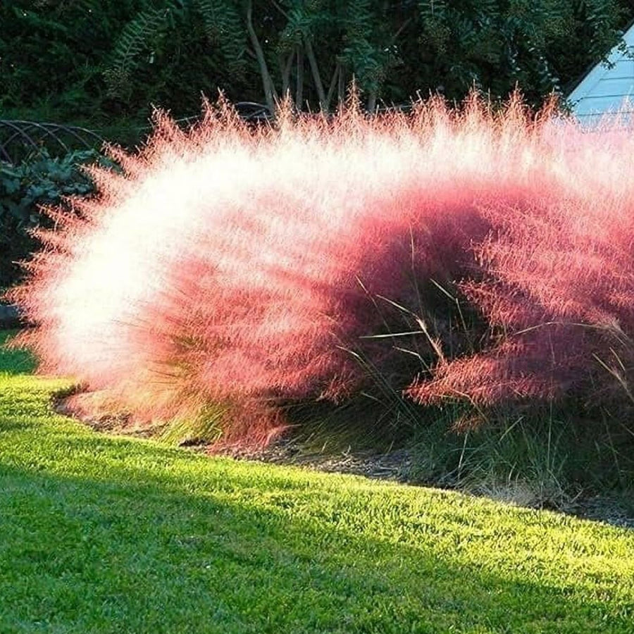 2 Ornamental Grass Plants - Mix Muhly Grasses Live Plants Perennial - 5-9 Inc Tall - Live Grass Seedlings Indoor Outdoor
