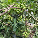 Sweet Green Wax Apple Tree Live Plant, 3 Feet Tall Tropical Fruit Tree, Zones 9-11 for Outdoor Indoor Planting, Rare Fruit