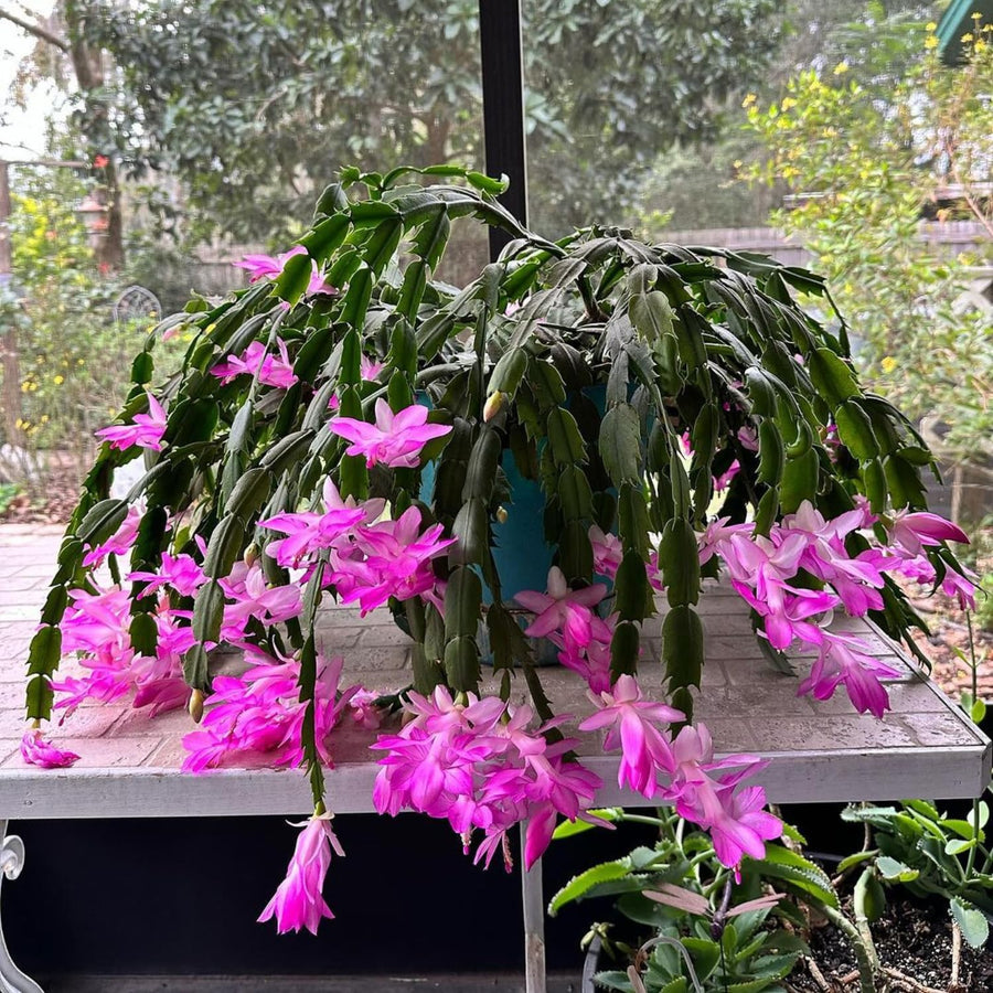 Pink Christmas Cactus Plants Live, 4 to 6 Inch Tall Live Christmas Cactus Bare Roots, Perennial Well Rooted Flower Plants, Holiday Houseplant, No Pot