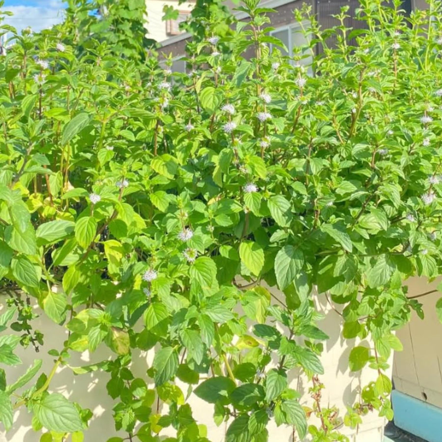 TANKDA Sets 2 Live Mint Plants Herb No Pot, Fresh Strawberry Mint for Indoor Outdoor Growing, Spring Planting, 5-9" in Tall