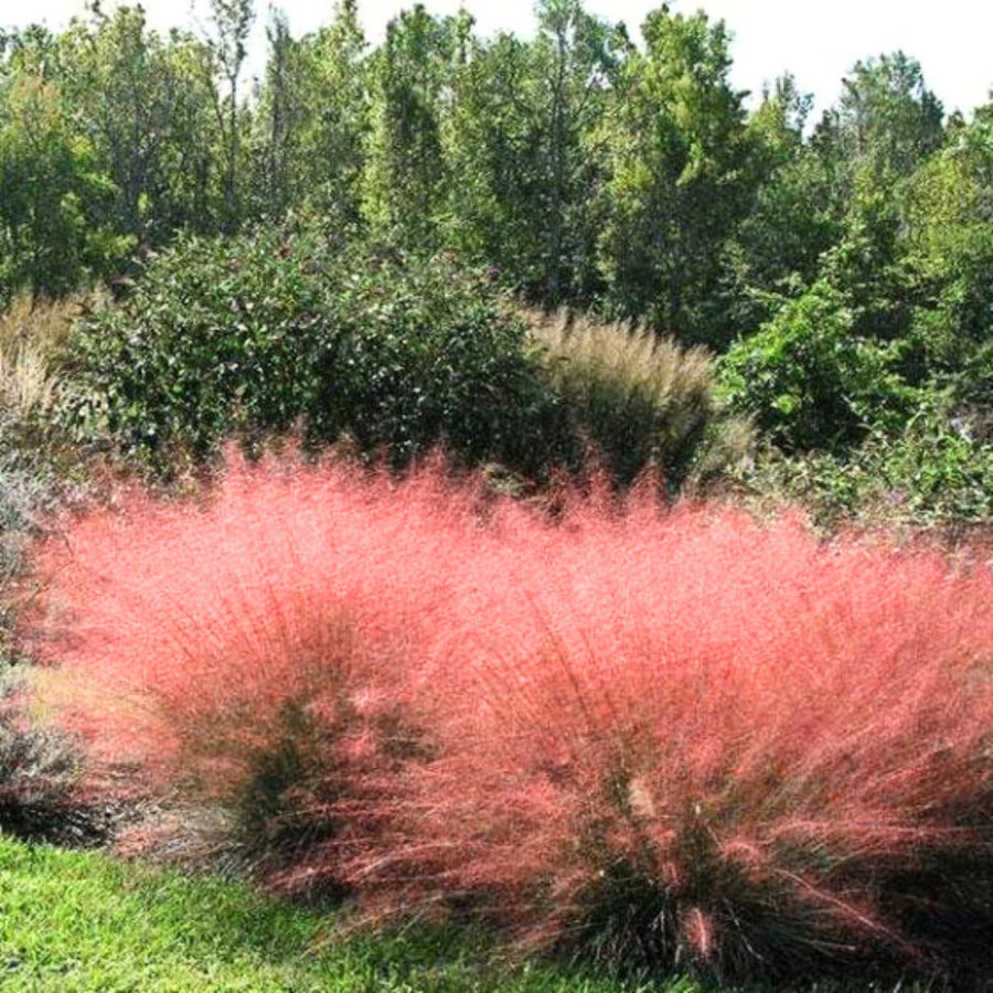 2 Ornamental Grass Plants - Muhly Grasses Live Plants Perennial - 5-9 Inc Tall - Live Grass Seedlings Indoor Outdoor (Mix Muhly Grass)