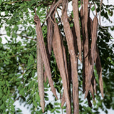 Moringa Oleifera Tree Live Plant, Malunggay Plant Live, 1 Year Old, Moringa Tree Plant Live, Drumstick Malunggay 4 Inc Pot Well-Rooted