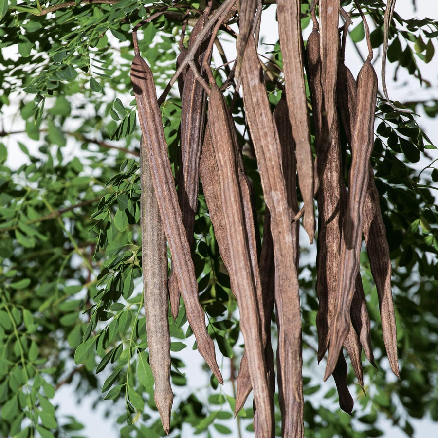 Moringa Oleifera Tree Live Plant, Malunggay Plant Live, 1 Year Old, Moringa Tree Plant Live, Drumstick Malunggay 4 Inc Pot Well-Rooted