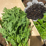 200 Pepper Seeds for Planting, Pepper Seeds for Indoor Outdoor Garden