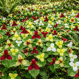 30 Mix Trillium Bulbs, Large Trillium Bulbs for Planting, Flower Bulb Gardening