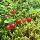 Huckleberry Plant Live, Sweet Edible Berries Tree 6-10 Inch Tall, Hardy Fruit Bushes for Outdoor Garden