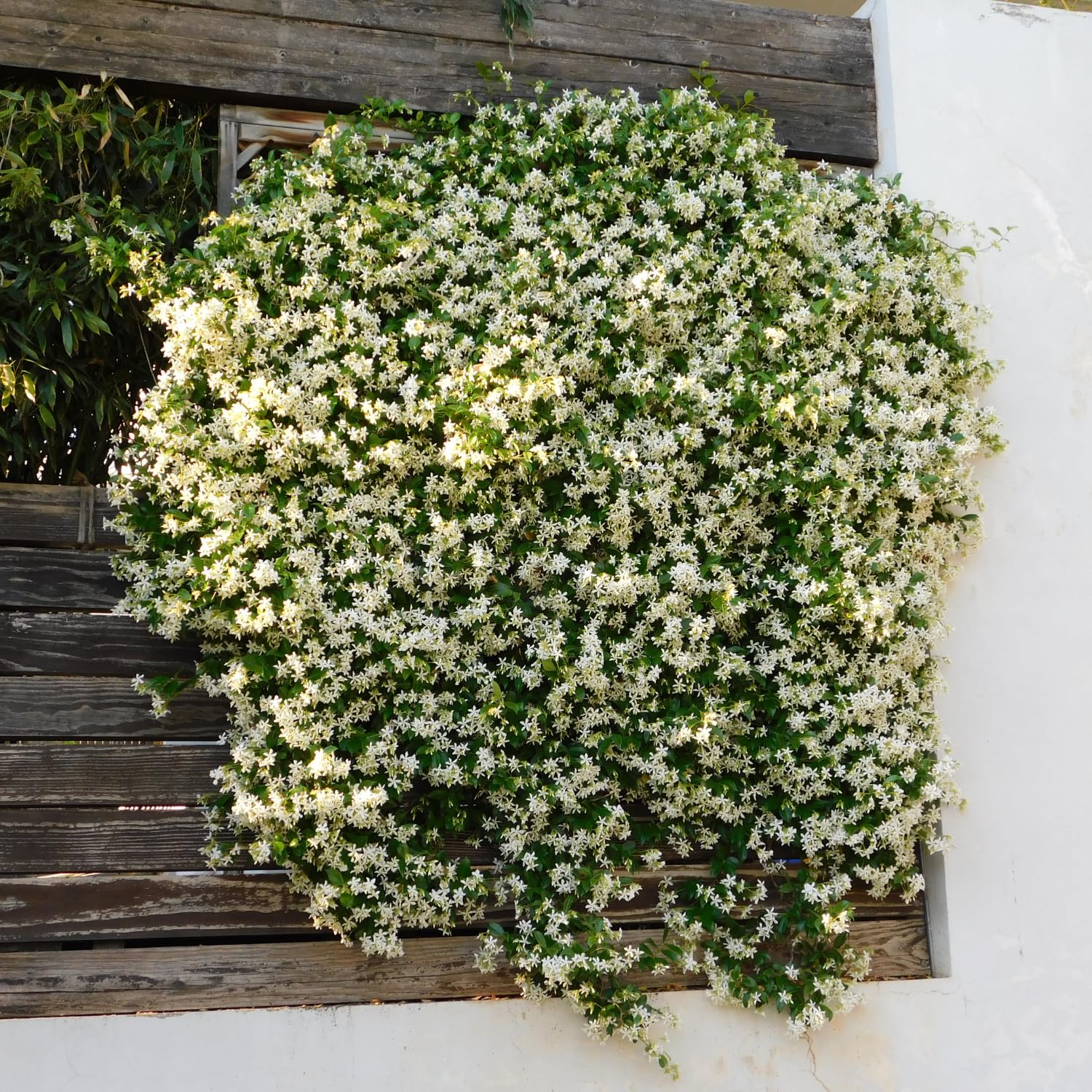 Star Jasmine Plant Live, Green Jasmine Live Plant in 3 Inc Potted, Fragrant Flower Plants from 10 Inches Tall, Easy to Plant