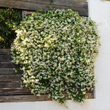 Star Jasmine Plant Live, Green Jasmine Live Plant in 3 Inc Potted, Fragrant Flower Plants from 10 Inches Tall, Easy to Plant